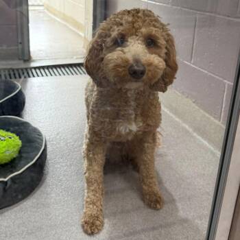 Golden Retriever and Poodle Dogs Available for Adoption - Biscuit | PetCurious