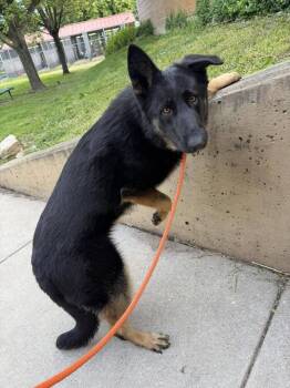 Chimichanga -  German Shepherd Dog Dog Available for Adoption in Suamico, Wisconsin - Chimichanga | PetCurious