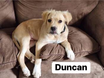 Duncan -  Labrador Retriever Dog for Adoption in Elburn, Illinois - Duncan | PetCurious