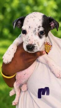 Augie -  Australian Shepherd and Mixed Breed Dog for Adoption in Morton Grove, Illinois - Augie | PetCurious