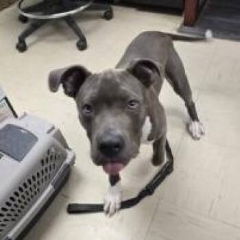 Sir -  Mixed Breed Dog Available for Adoption in Mentor, Ohio - Sir | PetCurious