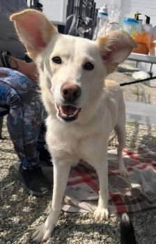 Honey -  Labrador Retriever and Shepherd Dog for Adoption in Walnutport, Pennsylvania - Honey | PetCurious