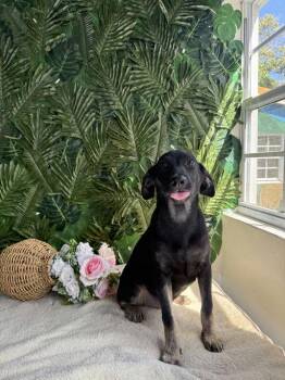 Mixed Breed Dogs Available for Adoption in Richmond, Virginia - Ella | PetCurious