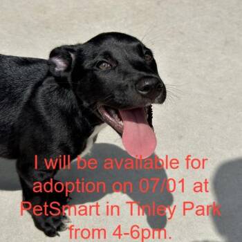 Jo -  Mixed Breed Dog for Adoption in Matteson, Illinois - Jo | PetCurious