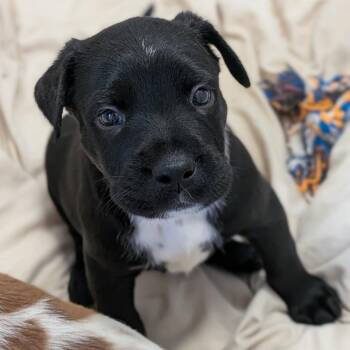 Knox -  Cattle Dog and Mixed Breed Dog for Adoption in Buchanan Dam, Texas - Knox | PetCurious