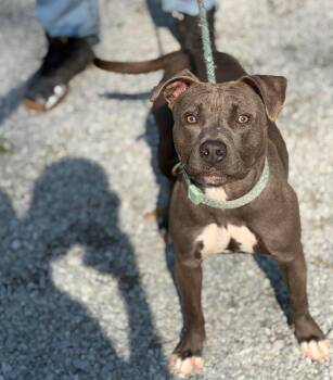 American Bulldog Dogs Available for Adoption in Elizabethtown, North Carolina - Gracie | PetCurious