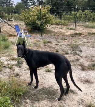 Lizzie -  Greyhound Dog for Adoption in Larkfield-wikiup, California - Lizzie | PetCurious