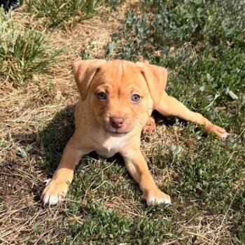 Mixed Breed Dogs Available for Adoption in Fredericksburg, Virginia - Xtra Cheddar | PetCurious