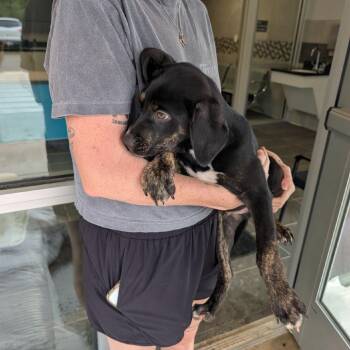 Mark -  Mixed Breed Dog for Adoption in Austin, Texas - Mark | PetCurious