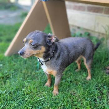 Rescue Chihuahua Dogs for Adoption in Kittanning, Pennsylvania - Bing | PetCurious