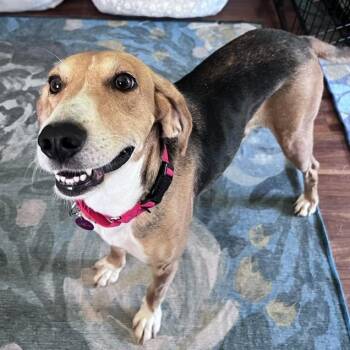 Tilly -  American Foxhound and Hound Dog for Adoption in Brookeville, Maryland - Tilly | PetCurious