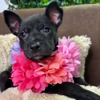 Ana -  German Shepherd Dog Dog for Adoption in Houston, Texas - Ana | PetCurious