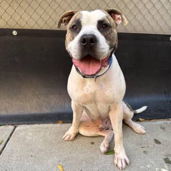 Dozer -  Pit Bull Terrier Dog for Adoption in Fresno, California - Dozer | PetCurious