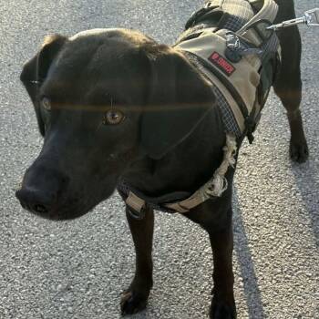 Labrador Retriever and Mixed Breed Dogs Available for Adoption in Matteson, Illinois - Kong | PetCurious