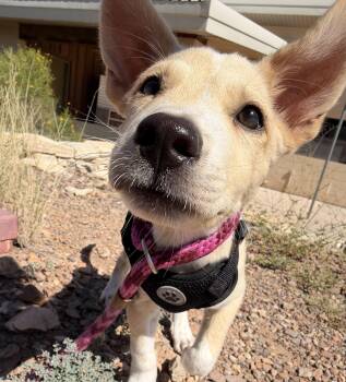 Perseus -  Husky Dog for Adoption in Marfa, Texas - Perseus | PetCurious