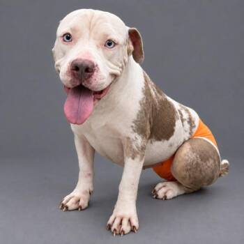 Gertie -  Pit Bull Terrier Dog for Adoption in Plaquemine, Louisiana - Gertie | PetCurious