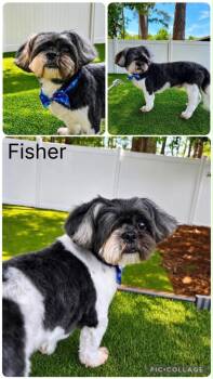Fisher -  Shih Tzu Dog for Adoption in Enterprise, Alabama - Fisher | PetCurious
