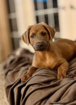 Labrador Retriever and Golden Retriever Dogs Available for Adoption - Arlo | PetCurious