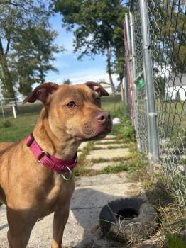 Sky -  Terrier Dog for Adoption in Chambersburg, Pennsylvania - Sky | PetCurious