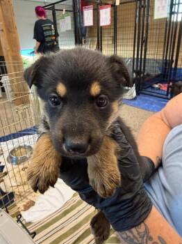 Beth -  Shepherd and Mixed Breed Dog for Adoption in Calgary, Alberta - Beth | PetCurious
