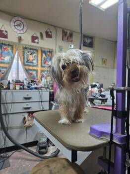 Yorkshire Terrier Dogs Available for Adoption in Aurora, Colorado - Dixie | PetCurious