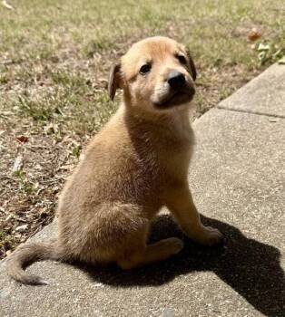 Aspen -  Plott Hound and German Shepherd Dog Dog for Adoption in Cary, North Carolina - Aspen | PetCurious