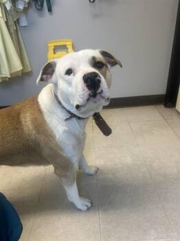 Pit Bull Terrier Dogs Available for Adoption in Kent, Washington - NIPSY | PetCurious