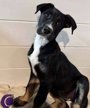 Rescue Mixed Breed Dogs for Adoption in Wyoming, Michigan - Selena | PetCurious