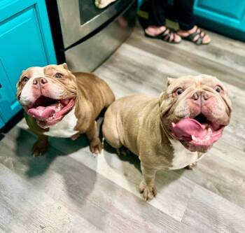 Rescue Bulldog Dogs for Adoption in Las Vegas, Nevada - Wednesday & Pugsley | PetCurious