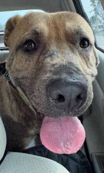 Labrador Retriever Dogs Available for Adoption in The Woodlands, Texas - Pongo | PetCurious