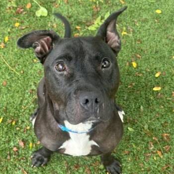 Libby -  Pit Bull Terrier Dog for Adoption in Indianapolis, Indiana - Libby | PetCurious