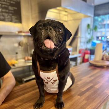 Pug Dogs Available for Adoption in Torrance, California - Velvet | PetCurious