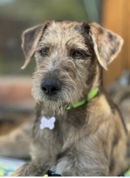 GILDA -  Terrier and Labrador Retriever Dog for Adoption in Broomfield, Colorado - GILDA | PetCurious