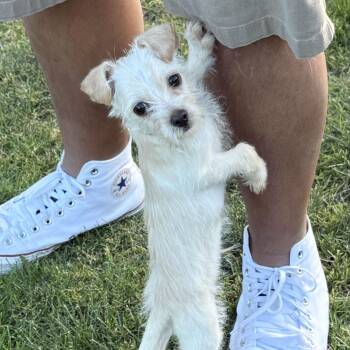 Border Terrier and Cairn Terrier Dogs Available for Adoption in Fresno, California - Joel | PetCurious