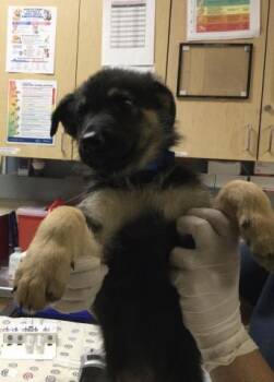 NOAH -  German Shepherd Dog Dog for Adoption in Riverside, California - NOAH | PetCurious