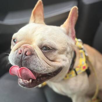 Tulip -  French Bulldog Dog for Adoption in New Orleans, Louisiana - Tulip | PetCurious