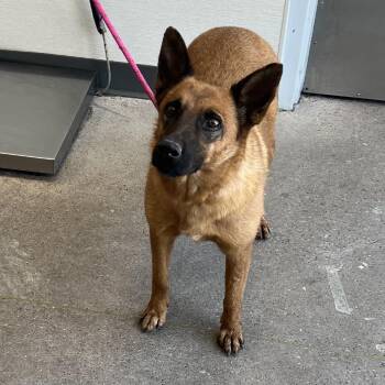 Tucker -  Mixed Breed Dog for Adoption in Las Cruces, New Mexico - Tucker | PetCurious
