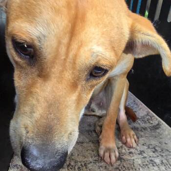 Pablo -  Retriever and Mixed Breed Dog for Adoption in Montgomery, Alabama - Pablo | PetCurious