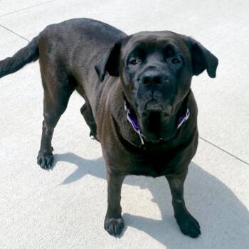 Circe -  Rottweiler Dog for Adoption in Des Moines, Iowa - Circe | PetCurious