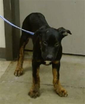 Rottweiler Dogs Available for Adoption in Ontario, California - A008637 | PetCurious