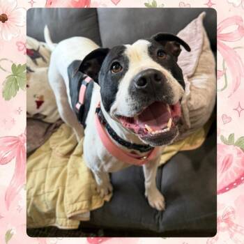 Zoey -  Mixed Breed Dog for Adoption in Muncie, Indiana - Zoey | PetCurious