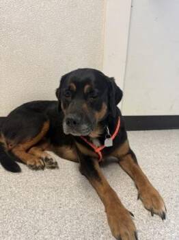 Candy Corn -  Rottweiler Dog for Adoption in Roseburg, Oregon - Candy Corn | PetCurious