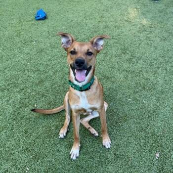 Norman -  Mixed Breed Dog for Adoption in Greensboro, North Carolina - Norman | PetCurious