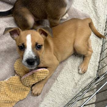 Clover -  Mixed Breed Dog for Adoption in Washougal, Washington - Clover | PetCurious