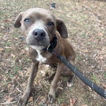 Mixed Breed Dogs Available for Adoption - Prang | PetCurious