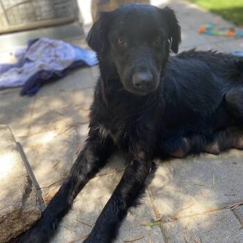 Malia -  Black Labrador Retriever and Spaniel Dog for Adoption in Escondido, California - Malia | PetCurious