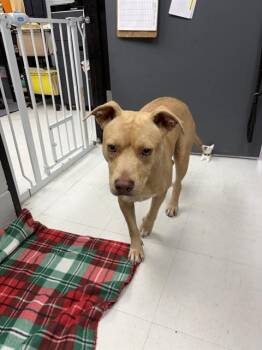 QUEEN BEE -  American Staffordshire Terrier and Labrador Retriever Dog for Adoption in Chester, South Carolina - QUEEN BEE | PetCurious