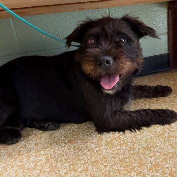Rescue Cairn Terrier Dogs for Adoption in Lenexa, Kansas - Maimee | PetCurious