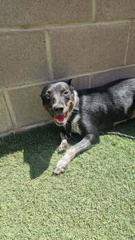 Sweetie -  Australian Cattle Dog Blue Heeler Dog for Adoption in Parker, Colorado - Sweetie | PetCurious