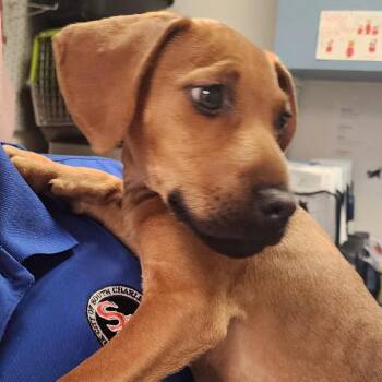 Lincoln -  Mixed Breed Dog for Adoption in Charleston, West Virginia - Lincoln | PetCurious